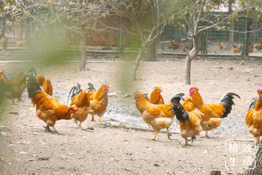 fbcbd1b419d14db4b7a491d15edb317c.Gif