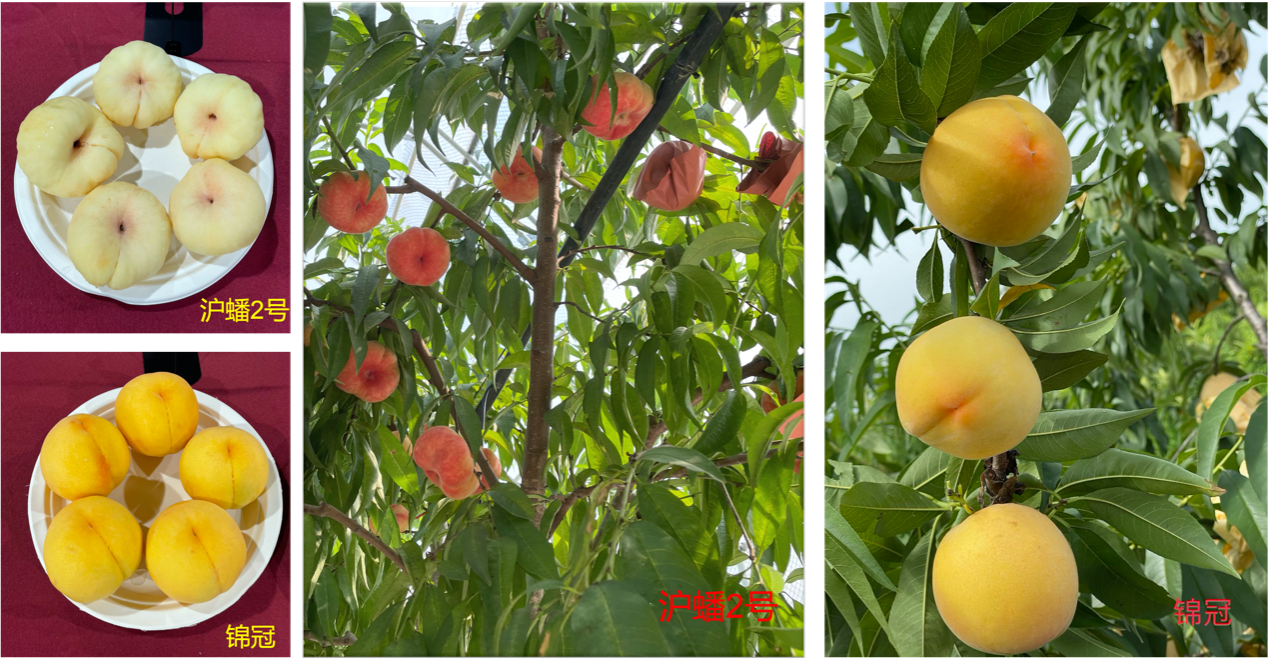c18c6f740a924301ad6f0b9800f38d13.Png