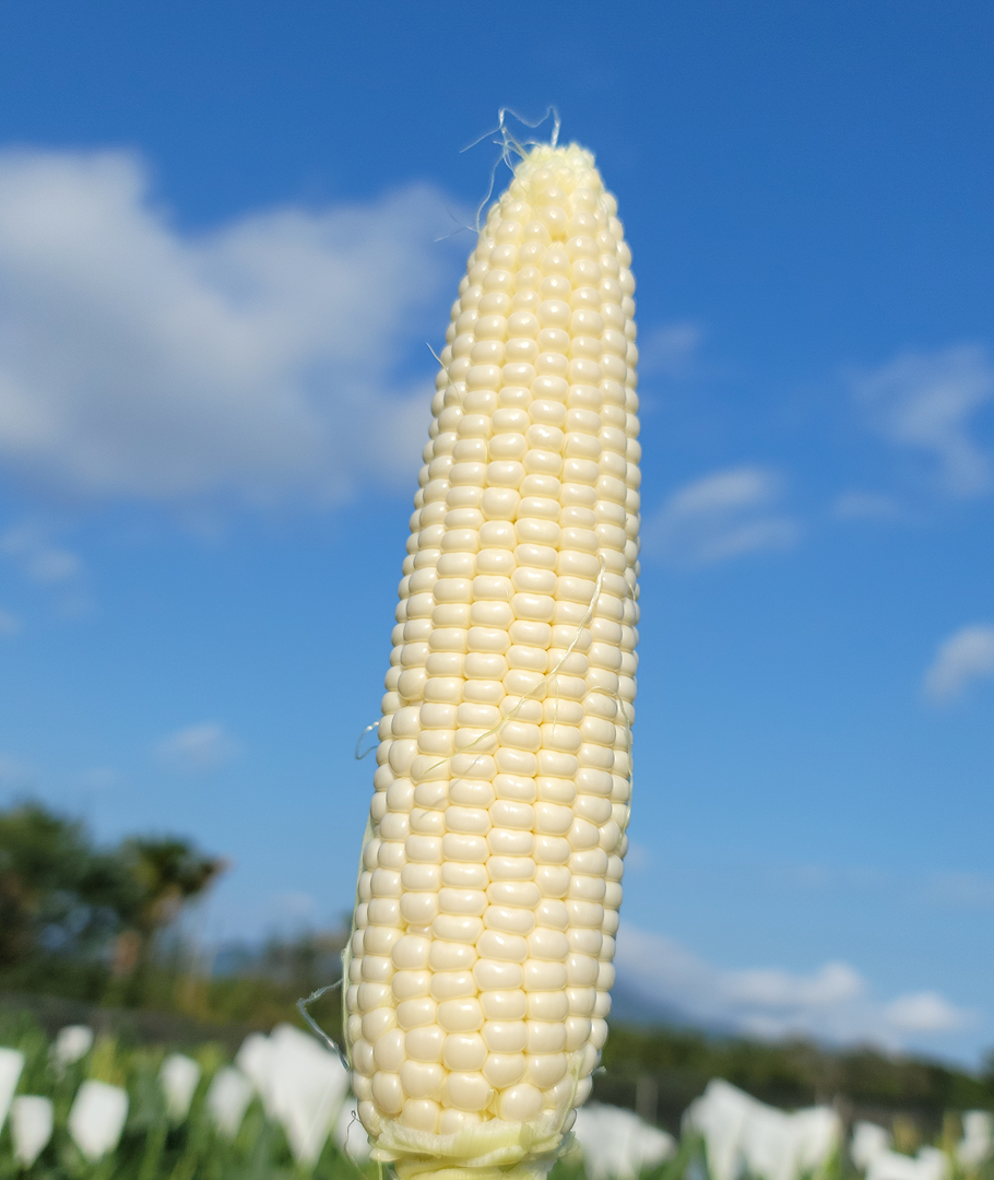 1c6b98998ba0455ebbc82a1cb802ff6d.png