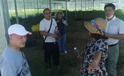 【先行区共建】园艺所科技人员赴金山区枫泾镇开展甘蓝与花菜的栽培技术指导