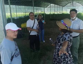 【先行区共建】园艺所科技人员赴金山区枫泾镇开展甘蓝与花菜的栽培技术指导