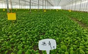 【先行区共建】园艺所主持上海市科技兴农技术创新项目现场观摩会在金山区召开