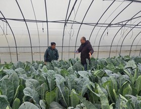 【先行区共建】园艺所花菜专家服务团赴金山区开展技术指导
