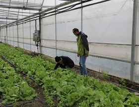【先行区共建】生态所植物病理团队赴金山区开展生菜病害防控指导