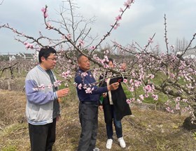 【先行区共建】有益生物利用和有害生物防控团队赴金山区开展果树害虫绿色防控技术指导