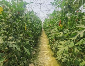 【先行区共建】园艺所沈海斌副所长带领科技人员赴金山区廊下镇开展调研工作