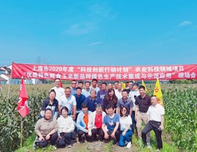 【先行区共建】我院作物所科技人员赴金山区泖桥村玉米示范基地开展鲜食玉米现场指导工作
