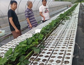 【先行区共建】林果所草莓团队赴金山区开展雨季草莓育苗服务
