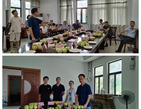 【先行区共建】林果所在金山召开梨新品种推荐会