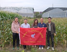 【先行区共建】“科创中国”长三角鲜食玉米产业服务团赴金山区鲜食玉米示范基地开展技术指导