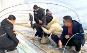 【先行区共建】园艺所西甜瓜创新团队科研人员赴金山区开展早春西瓜栽培技术指导