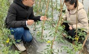 【先行区共建】生态所科技人员赴金山示范基地进行新型绿色肥料（γ-聚谷氨酸肥料）应用技术指导