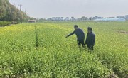 【先行区共建】国家油菜产业技术体系上海综合试验站相关人员赴金山基地开展油菜生产技术指导