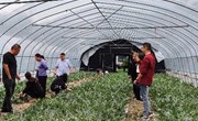 【先行区共建】园艺所科研人员赴金山区调研指导，助力产业发展
