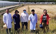 【先行区共建】生物所科技人员赴金山区开展大麦夏收技术指导