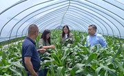 【先行区共建】作物所玉米中心科技人员赴金山区鲜食玉米示范基地开展技术指导