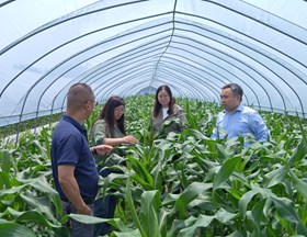 【先行区共建】作物所玉米中心科技人员赴金山区鲜食玉米示范基地开展技术指导