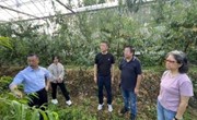 【先行区共建】林果所科技人员赴金山区特色桃新品种示范基地对接交流