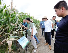 我院作物所举办2025年上海·长三角鲜食玉米新优品种展示大会及田间开放日活动