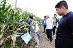 我院作物所举办2025年上海·长三角鲜食玉米新优品种展示大会及田间开放日活动