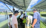 【先行区共建】生态所科技人员赴金山基地开展光伏池塘黄鳝养殖技术指导