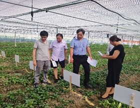【先行区共建】金山区夏季耐热青菜新优品种试验示范展示会成功召开