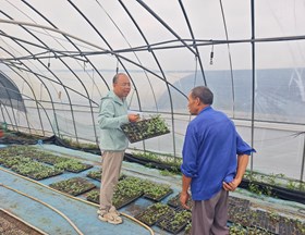 【先行区共建】园艺所科技人员赴金山开展花菜苗期技术指导