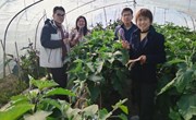 【先行区共建】园艺所茄子课题组科技人员赴松江、金山开展调研及技术指导