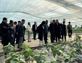 【先行区共建】园艺所召开“现代设施蔬菜高效茬口模式及智能生产技术集成示范”项目启动会