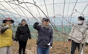 【先行区共建】葡萄团队赴金山开展葡萄冬季树体管理技术培训