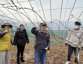 【先行区共建】葡萄团队赴金山开展葡萄冬季树体管理技术培训