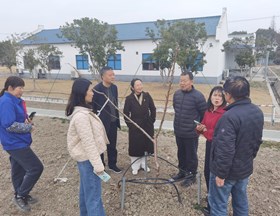 【先行区共建】以国家桃现代产业技术体系为纽 助推上海蟠桃全产业链发展