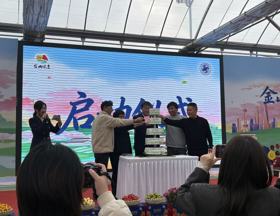 【先行区共建】番花似锦 金禧在田间 第四届金山番茄节启幕