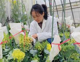 园艺所-刘春晴（2026-2028年度攀高计划培养人选）