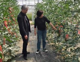 【先行区共建】西甜瓜创新团队赴金山、松江开展设施西甜瓜生产技术指导