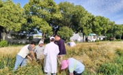 【先行区共建】我院生物所科技人员赴金山区种子公司指导麦子夏收