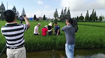 央视记者采访我院崇明稻鳝共作示范基地