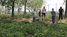 我院生态所科技人员应邀为我市草莓脱毒苗繁苗基地作技术指导