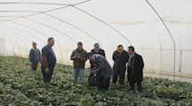 上海市瓜果产业技术体系建设专项《设施栽培草莓有害生物防治药剂筛选与应用技术研究》中期检查会顺利召开