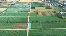 我院“乡村振兴战略”实施基地上海灜西果蔬专业合作社荣获2018年国家农民合作社示范社