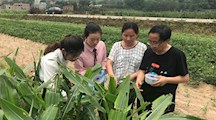 生态所科技人员赴草地贪夜蛾重灾区积极寻找“妖蛾子”的克星