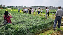 露地辣椒化肥农药减施增效技术模式观摩测评会在江西省永丰县举行
