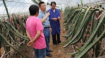 生态所专家赴崇明区三星镇作病害防控技术指导
