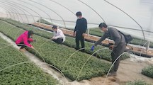 抗疫情·防病害 植保人在行动