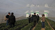 上海市瓜果产业技术体系病虫害防控专业组召开设施大棚草莓绿色防控技术示范现场观摩会