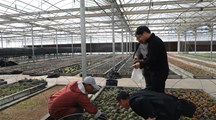 生态所专家为我市花卉企业作病害防控技术指导