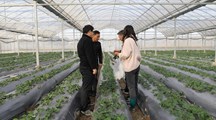 生态所专家赴浦东、闵行草莓基地作病害防控指导