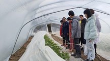 我院生态所植病科技人员赴浦东西甜瓜基地作病害防控指导