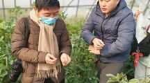 生态所专家应邀到嘉定蔬菜、草莓基地进行技术指导