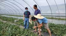 【先行区共建】生态所植物病理团队赴金山区开展特色作物病害防控指导